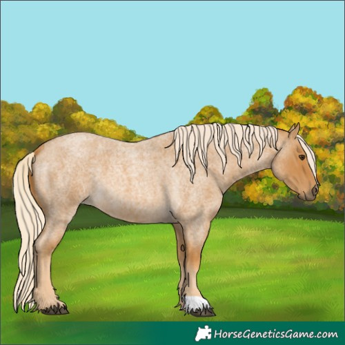 Horse Color:Palomino Roan 