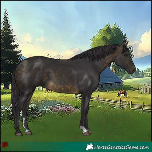 Horse Color:Buckskin Sabino 
