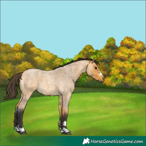 Horse Color:Buckskin Roan