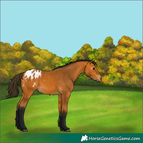 Horse Color:Gray Buckskin Appaloosa