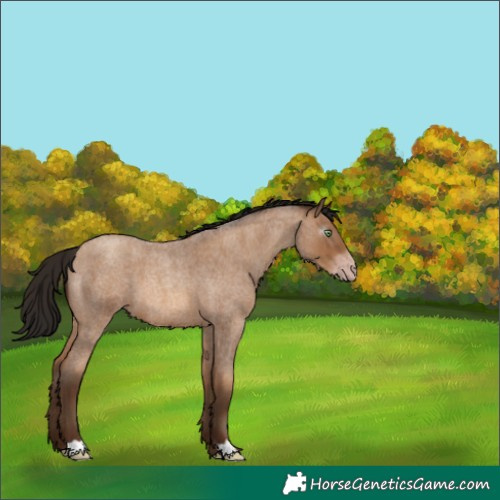 Horse Color:Gray Amber Champagne Roan