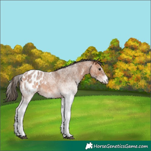 Horse Color:White Spotted Bay Roan Appaloosa 