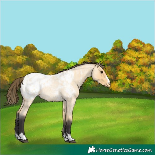 Horse Color:Buckskin Roan Blanket 