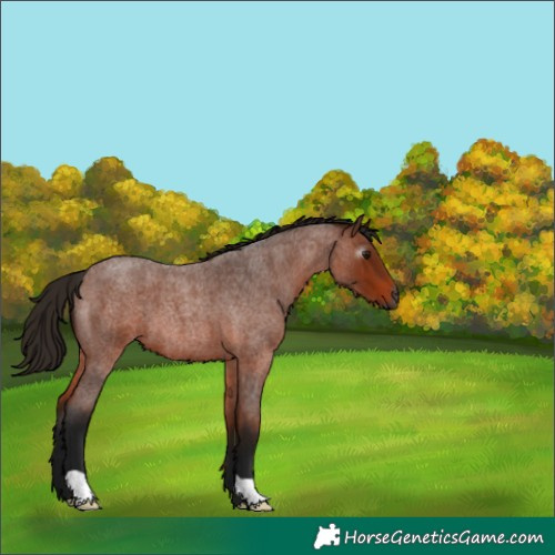 Horse Color:Gray Bay Roan 