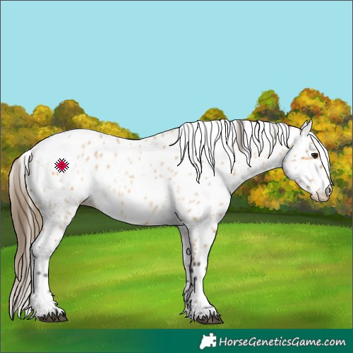 Horse Color:Buckskin Roan Leopard