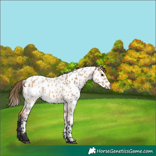 Horse Color:Buckskin Roan Appaloosa 