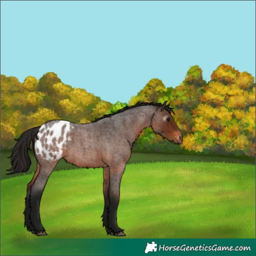 Horse Color:Gray Bay Roan Appaloosa
