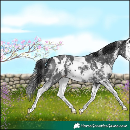 Horse Color:White Spotted Black Sabino Splash Appaloosa