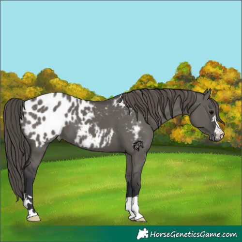 Horse Color:Grullo Appaloosa 