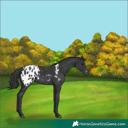 Horse Color:Black Blanket 