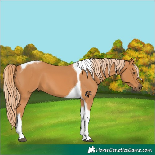 Horse Color:Chestnut Tobiano