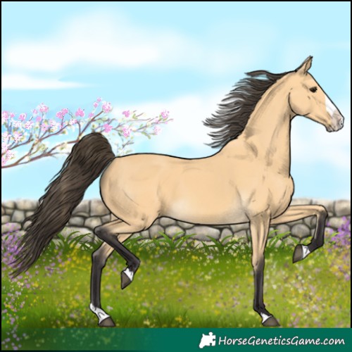 Horse Color:Buckskin Splash 