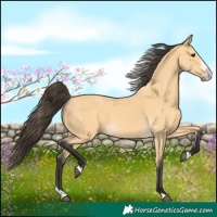 Horse Color:Buckskin Splash