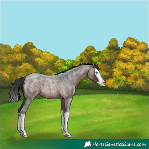 Horse Color:Brown Roan Sabino Splash