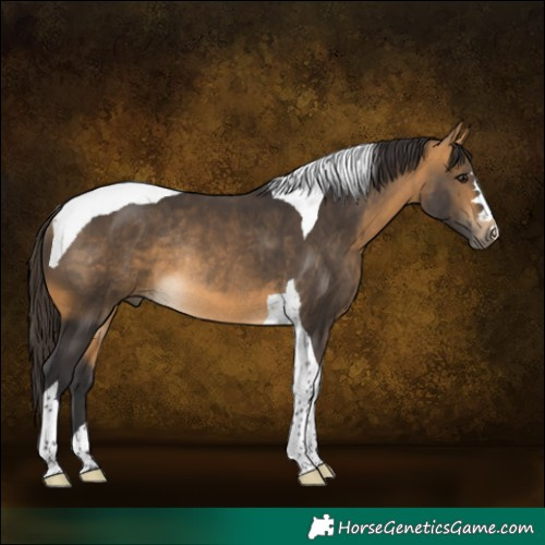 Horse Color:Buckskin Tobiano Rabicano