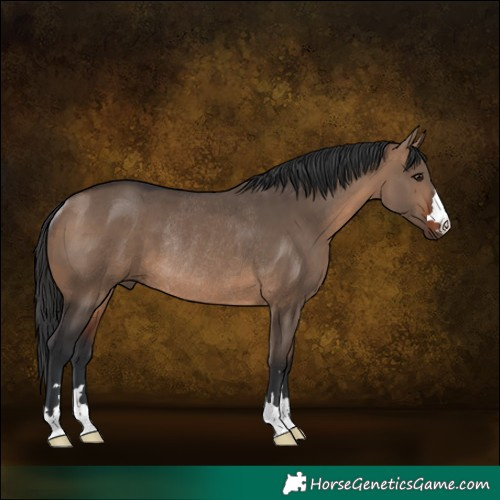 Horse Color:Brown Dun Rabicano