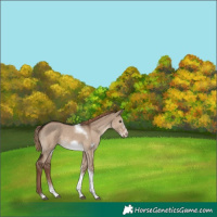 Horse Color:Liver Red Dun Tobiano Frame Rabicano