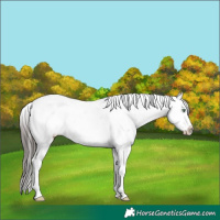 Horse Color:Bay Mushroom Sabino Splash