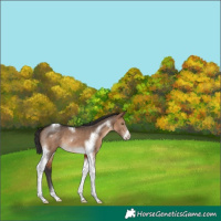 Horse Color:Brown Dun Tobiano Frame