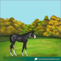 Horse Color:Gray Black Sabino 