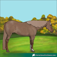 Horse Color:Liver Red Dun Tobiano 