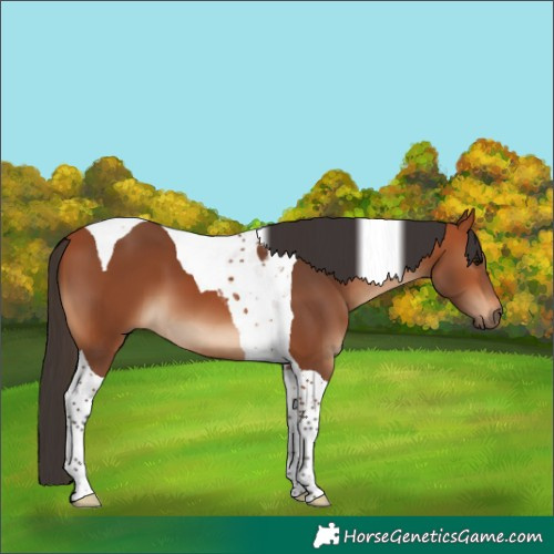 Horse Color:Bay Tobiano