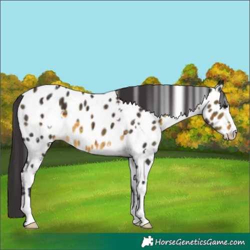 Horse Color:White Spotted Buckskin Near Leopard