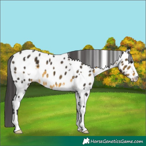 Horse Color:White Spotted Buckskin Appaloosa