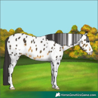 Horse Color:White Spotted Buckskin Near Leopard