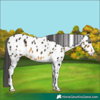 Horse Color:White Spotted Buckskin Appaloosa 