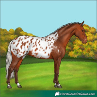 Horse Color:Silver Bay Appaloosa Rabicano