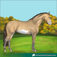Horse Color:Amber Cream Champagne Frame 
