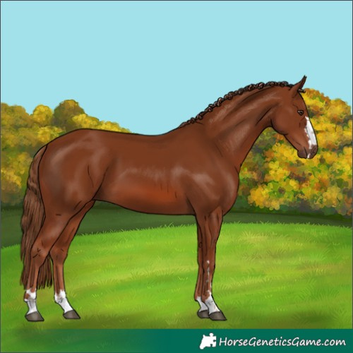 Horse Color:Chestnut 