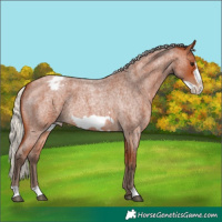 Horse Color:Silver Bay Roan Frame Varnish