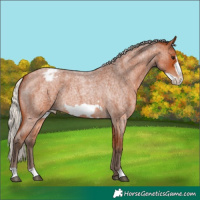 Horse Color:Silver Bay Roan Frame Appaloosa