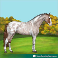 Horse Color:Red Roan Splash Tobiano Appaloosa