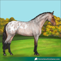 Horse Color:Bay Roan Appaloosa