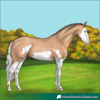 Horse Color:Silver Amber Champagne Splash Frame 
