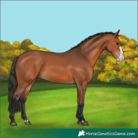 Horse Color:Bay Frame 
