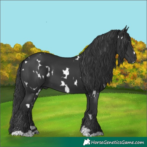 Horse Color:White Spotted Black 