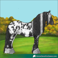 Horse Color:White Spotted Black Blanket 