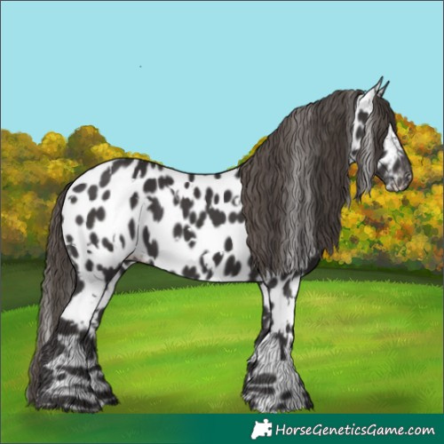 Horse Color:White Spotted Smoky Black Appaloosa 
