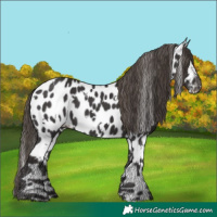 Horse Color:White Spotted Smoky Black Appaloosa