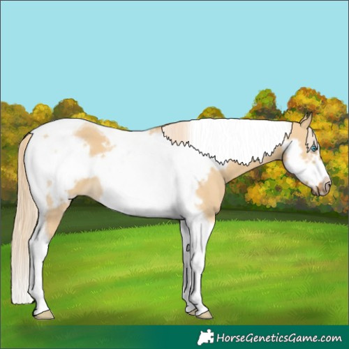 Horse Color:Palomino Dun Tobiano Frame 