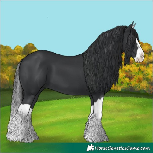 Horse Color:Black Splash 