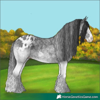 Horse Color:White Spotted Black Splash Appaloosa 