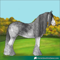 Horse Color:White Spotted Black Splash