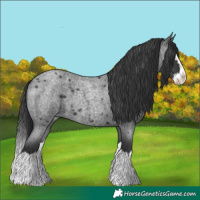 Horse Color:Blue Roan Splash 