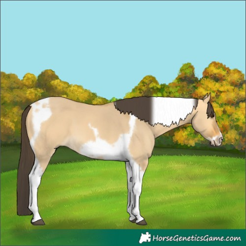 Horse Color:Buckskin Dun Tobiano Frame 