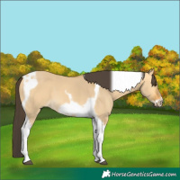 Horse Color:Buckskin Dun Tobiano Frame 
